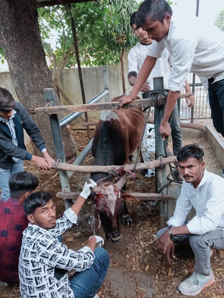 अखिल भारतीय गौ रक्षा महासंघ भीलवाड़ा टीम द्वारा तेज़ाब से घायल गौवंश का किया रेस्क्यू