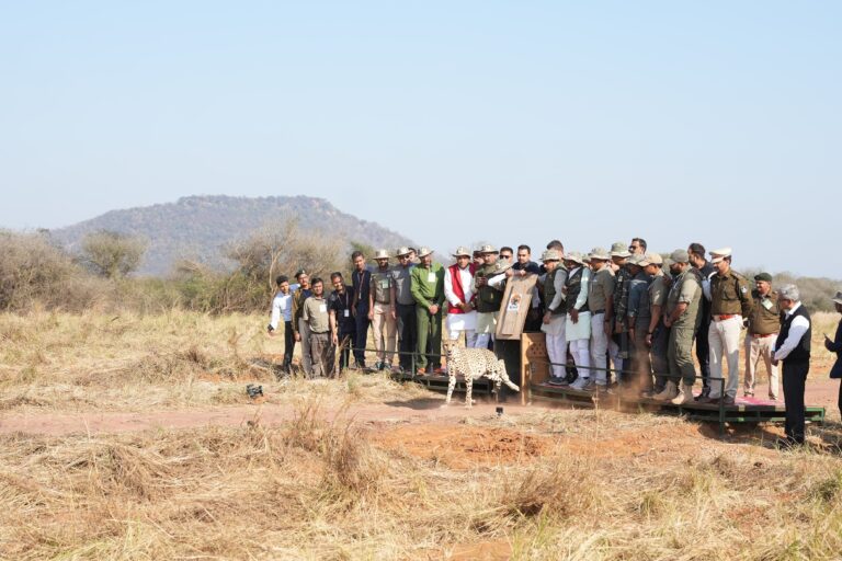 मुख्यमंत्री डॉ मोहन यादव ने कूनो के जंगल में रिलीज किये 5 चीते 3 शावकों के साथ मादा चीता आशा और धीरा भी जंगल में लगाएगी फर्राटे