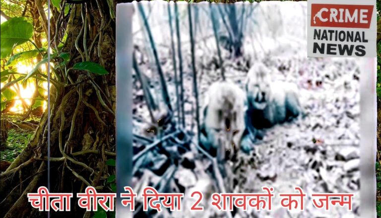 नन्हें चीतों की किलकारियों से फिर गूँजा कूनो- मुख्यमंत्री डॉ. यादव मध्यप्रदेश की धरती पर चीता शावकों का स्वागत है मुख्यमंत्री ने कूनो प्रोजेक्ट से जुड़े स्टॉफ को दी बधाई