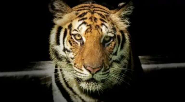 2 साल में 16 बाघों की मौत, रणथंभौर नेशनल पार्क में एक और टाइगर की मौत