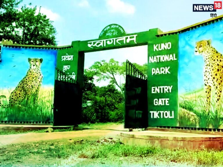 कूनो राष्ट्रीय उद्यान में इस वर्ष पहुंचे 3,833 पर्यटक 1 जुलाई से 30 सितंबर तक बंद रहेगा पार्क, 1 अक्टूबर से होगा पुनः शुभारंभ