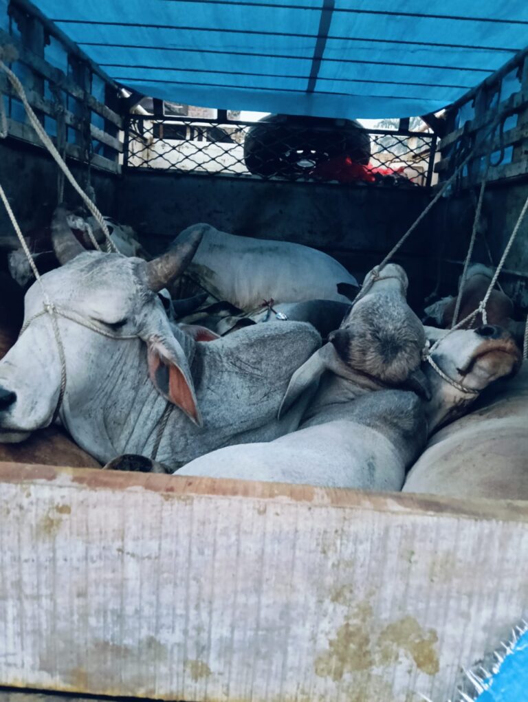 भोपाल ग्रामीण में अवैध गौ तस्करी पर बड़ी कार्रवाई — 8 गौवंश मुक्त, 3 तस्कर गिरफ्तार