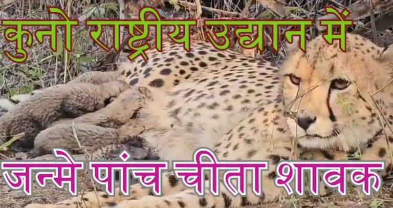 मध्यप्रदेश: कुनो राष्ट्रीय उद्यान में पहली बार ‘भारत-जन्मी’ मादा चीता ने दी पाँच शावकों को जन्म — चीता प्रजनन में इतिहास रचा