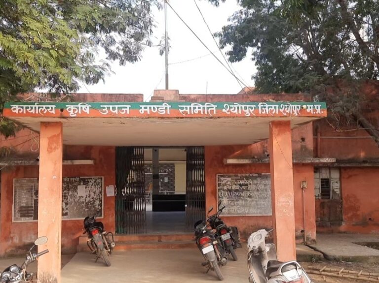 गेहूं खरीदी पर कलेक्टर सख्त: केंद्रों का निरीक्षण, 5560 मीट्रिक टन खरीदी पूरी, 50% तक चमक विहीन गेहूं भी स्वीकार