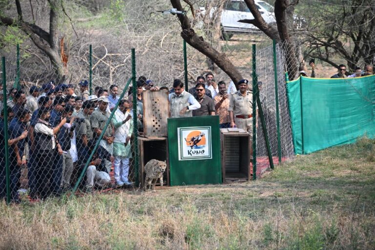 Kuno में फिर दहाड़ा ‘प्रोजेक्ट चीता’, खुले जंगल में छोड़ी गईं 2 मादा चीते