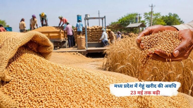 श्योपुर में गेहूं खरीदी ने पकड़ी रफ्तार, 94 हजार मैट्रिक टन पार